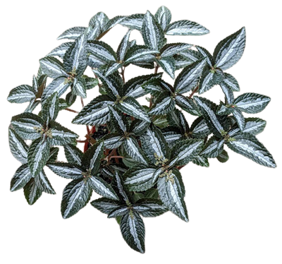 Pilea Silver Tree